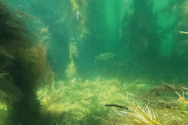 Un brochet observé en plongée au lac du der