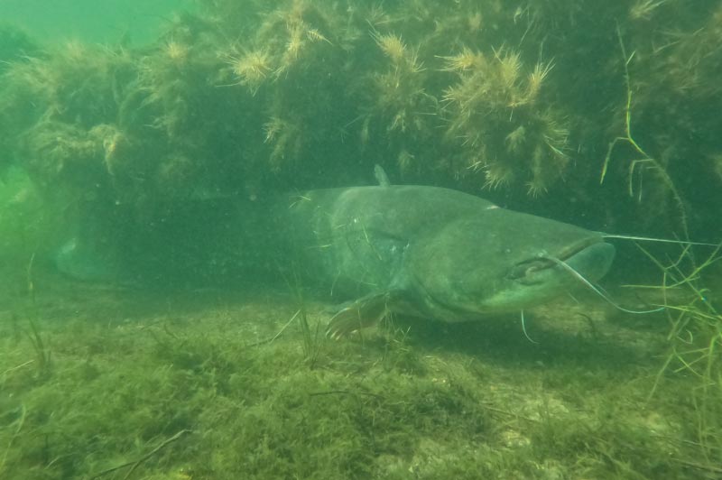 La plongée au lac du der