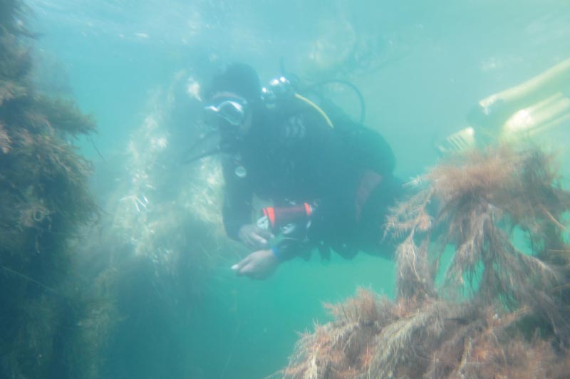 La plongée au lac du der